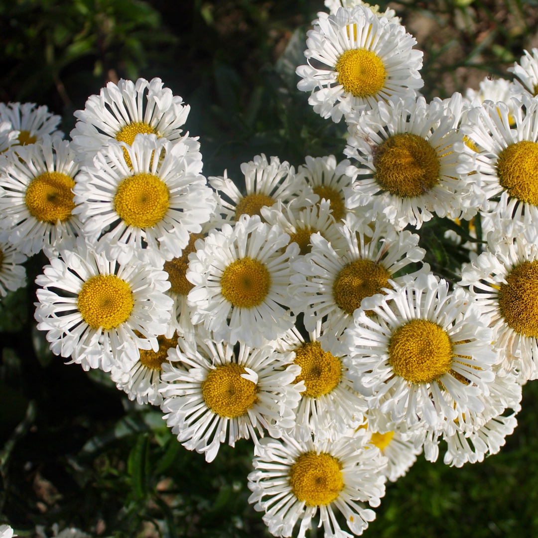 Leucanthemum x superbum Real Neat in the GardenTags plant encyclopedia Shasta Daisy Real Neat in the GardenTags plant encyclopedia