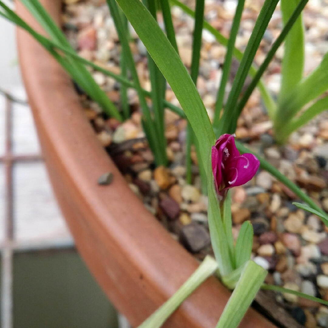 Hesperantha latifolia in the GardenTags plant encyclopedia Broad Leaved Evening Flower in the GardenTags plant encyclopedia