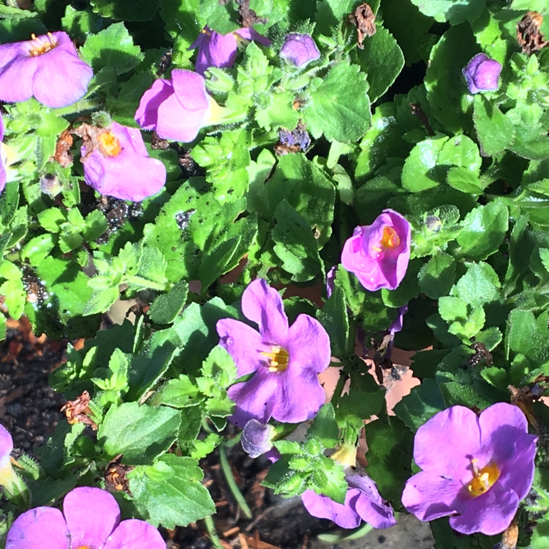 Bacopa Cabana Pink in the GardenTags plant encyclopedia Bacopa Cabana Pink in the GardenTags plant encyclopedia