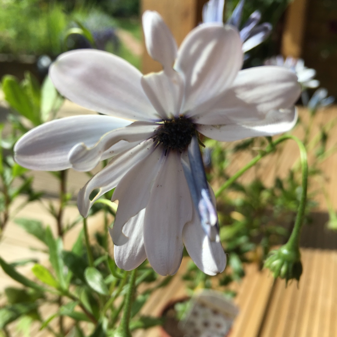 Osteospermum Sunny carlos in the GardenTags plant encyclopedia Osteospermum Sunny carlos in the GardenTags plant encyclopedia