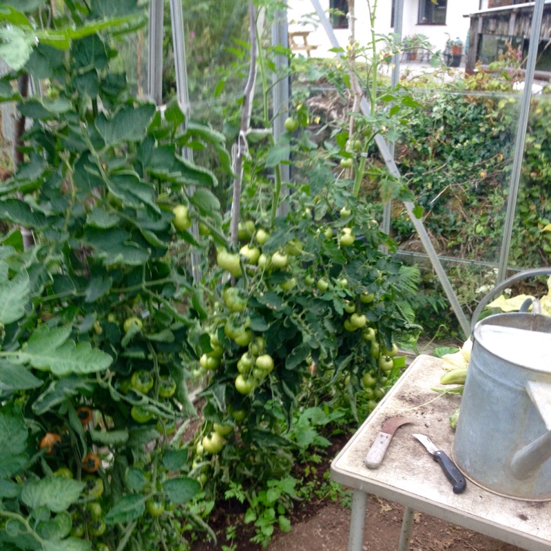 Solanum lycopersicum Alicante in the GardenTags plant encyclopedia Tomato Alicante in the GardenTags plant encyclopedia