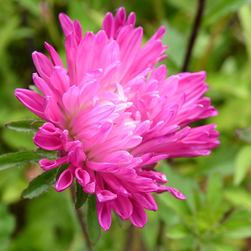 Callistephus chinensis Queen of the Market Mixed in the GardenTags plant encyclopedia China Aster Queen of the Market Mixed in the GardenTags plant encyclopedia