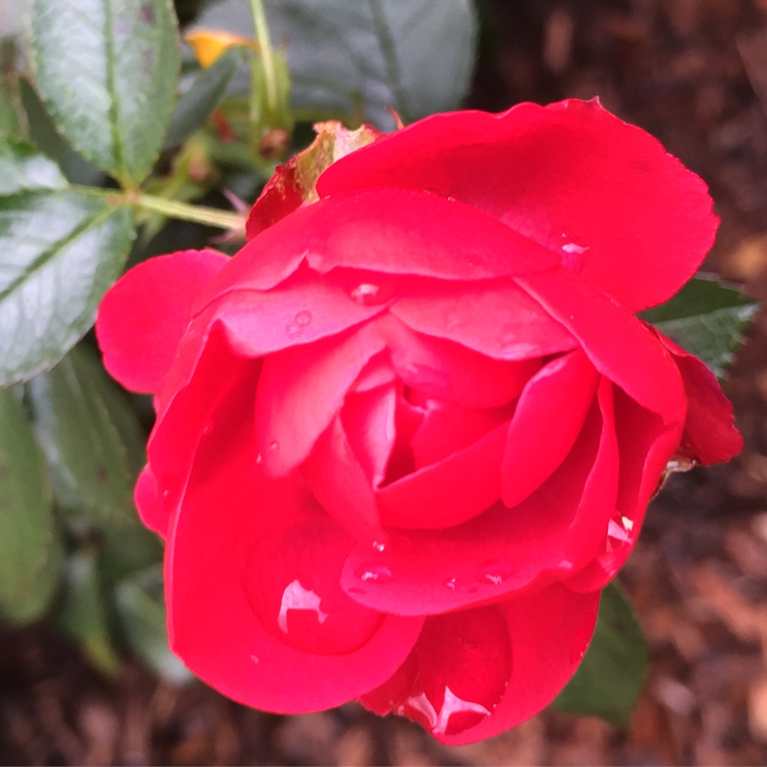 Floribunda Rose Flower Carpet in the GardenTags plant encyclopedia