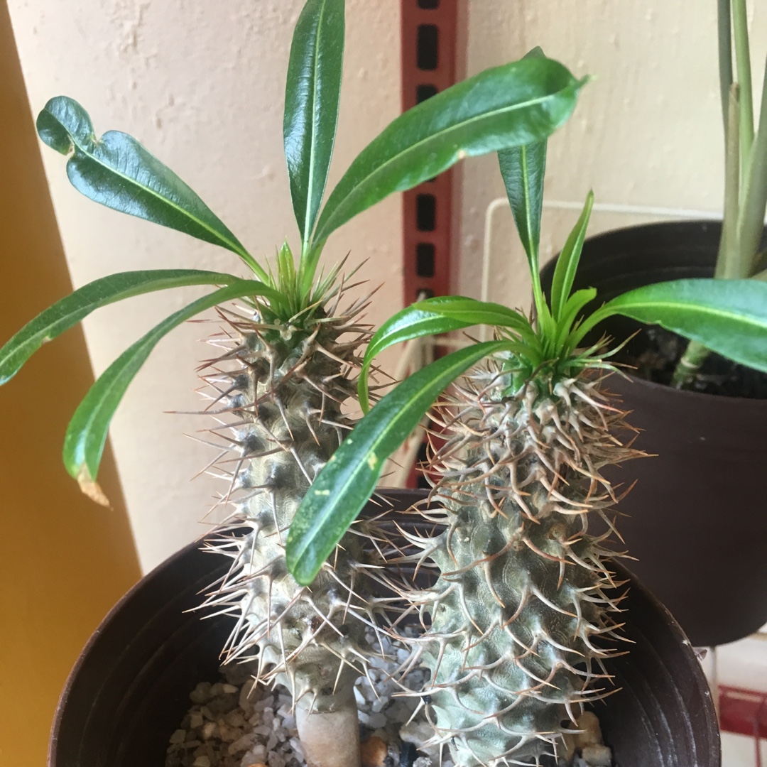 Pachypodium lamerei in the GardenTags plant encyclopedia Madagascar Palm in the GardenTags plant encyclopedia