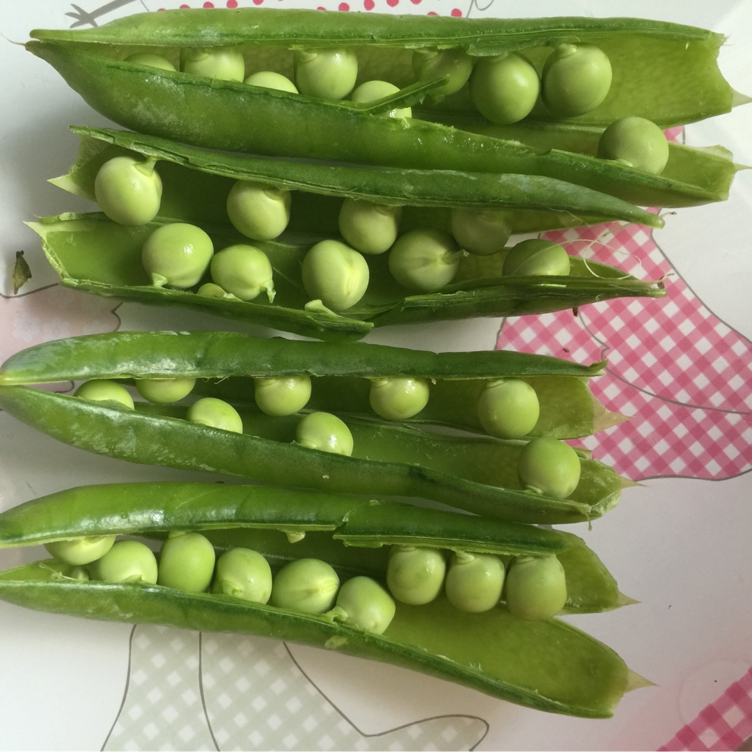 Pisum Sativum Champion of England in the GardenTags plant encyclopedia Pea Champion Of England in the GardenTags plant encyclopedia
