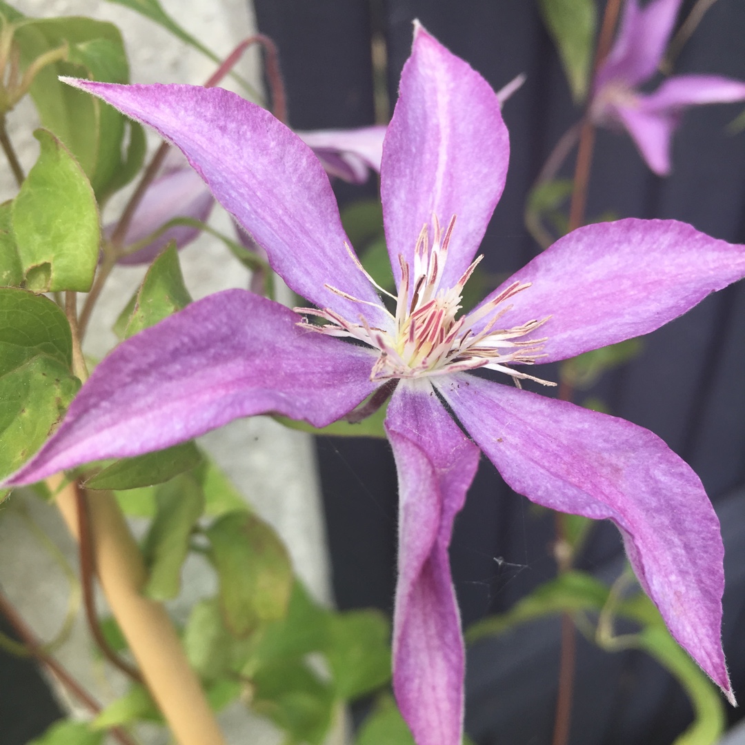 Clematis Dorothy Walton in the GardenTags plant encyclopedia Hybrid Clematis Dorothy Walton in the GardenTags plant encyclopedia
