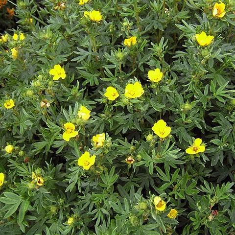 Cinquefoil in the GardenTags plant encyclopedia
