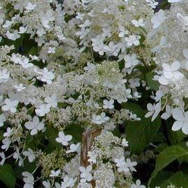 Hydrangea paniculata Brussels Lace in the GardenTags plant encyclopedia Hydrangea Brussels Lace in the GardenTags plant encyclopedia