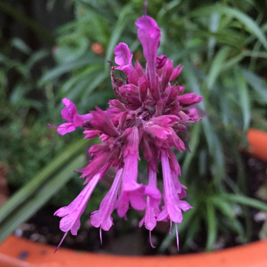 Agastache Bolero in the GardenTags plant encyclopedia Anise-Hyssop Bolero in the GardenTags plant encyclopedia