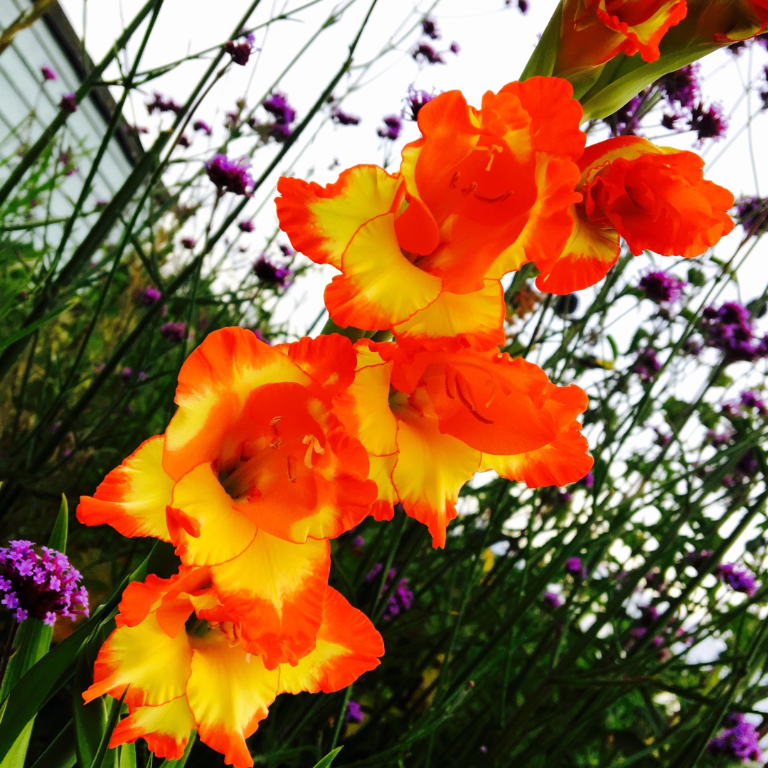 Gladiolus Princess Margaret Rose in the GardenTags plant encyclopedia. 