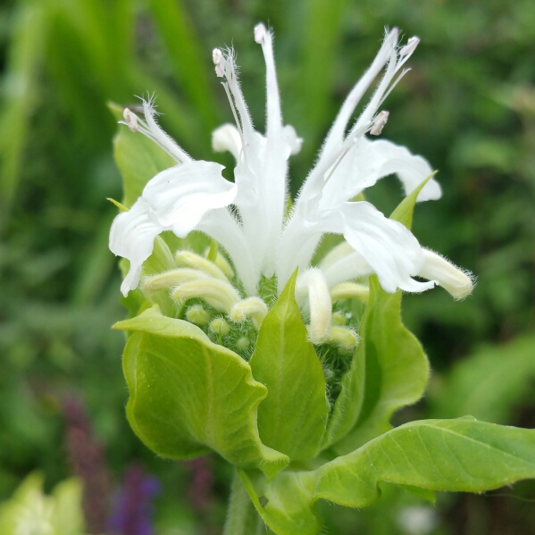 Monarda Schneewittchen (Snow Maiden) in the GardenTags plant encyclopedia Bergamot Schneewittchen (Snow Maiden) in the GardenTags plant encyclopedia