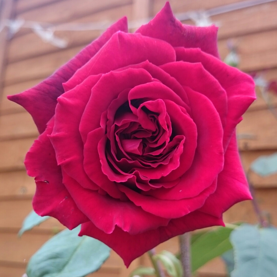 Rosa Tanelorak syn. Rosa Barkarole in the GardenTags plant encyclopedia Rose Barkarole in the GardenTags plant encyclopedia