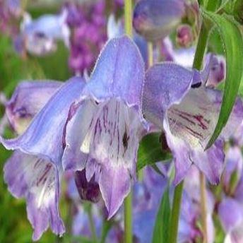 Penstemon Stapleford Gem syn. Penstemon x gloxinioides Stapleford Gem ; Penstemon Sour Grapes misapplied in the GardenTags plant encyclopedia Beardtongue Stapleford Gem in the GardenTags plant encyclopedia