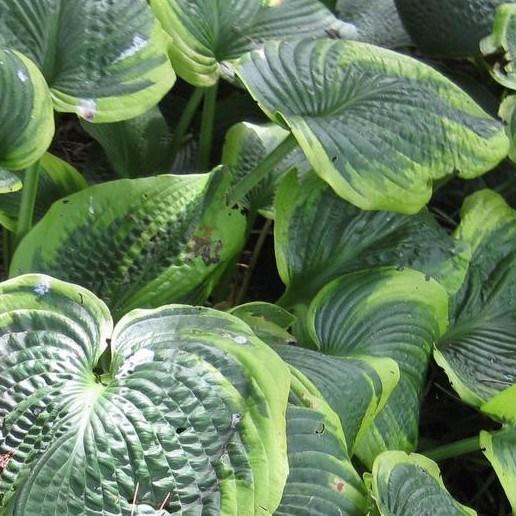 Hosta Samurai in the GardenTags plant encyclopedia Plantain Lily Samurai in the GardenTags plant encyclopedia
