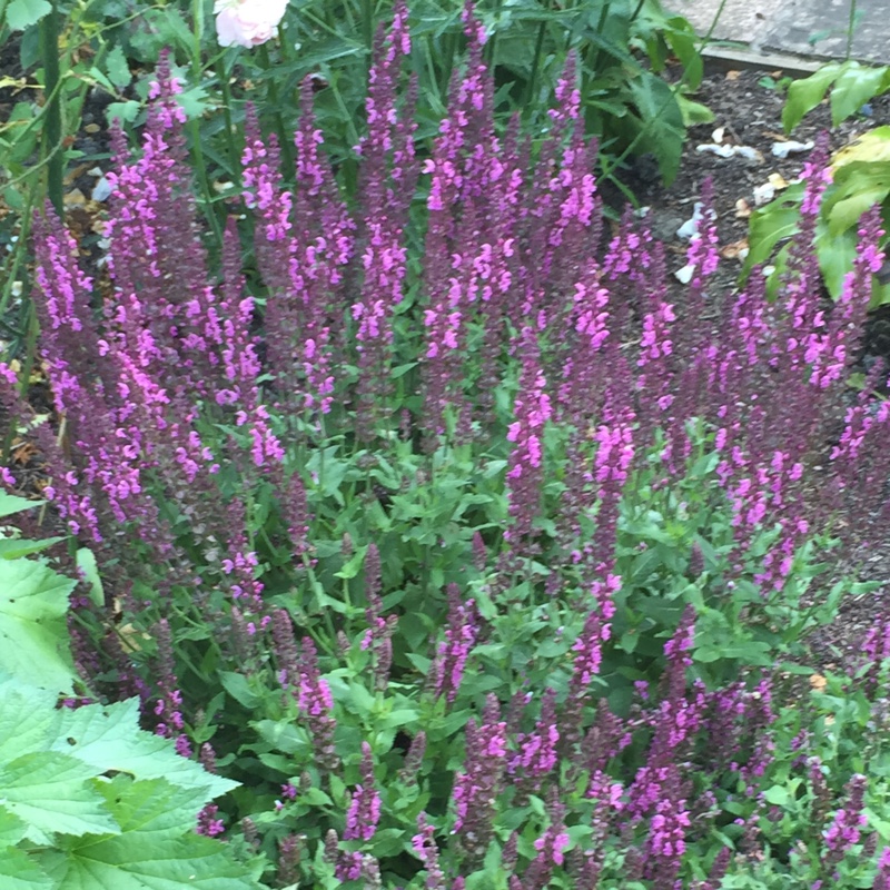 Salvia x sylvestris Rose Queen in the GardenTags plant encyclopedia Salvia Rose Queen in the GardenTags plant encyclopedia