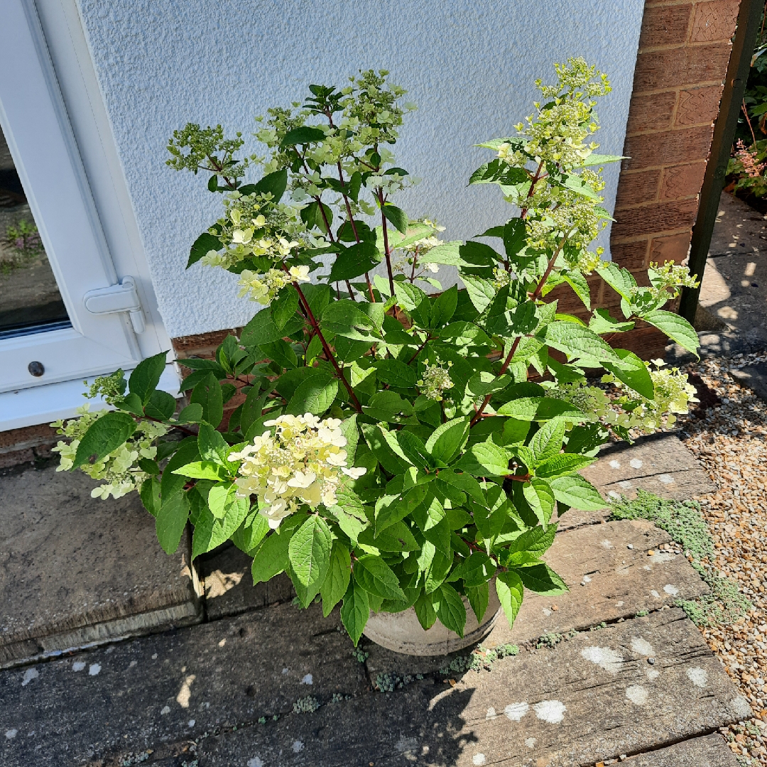 Hydrangea paniculata Red', 'Wim's Red' GardenTags plant encyclopedia