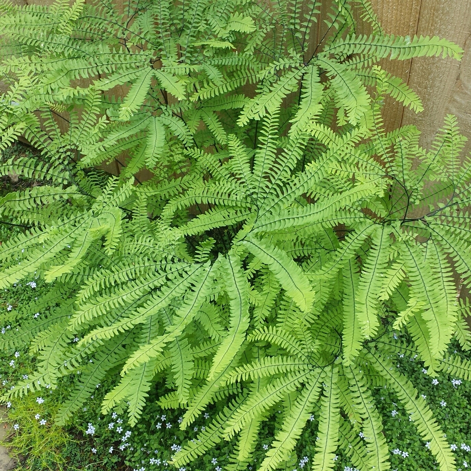 Adiantum aleuticum in the GardenTags plant encyclopedia Western Maidenhair Fern in the GardenTags plant encyclopedia