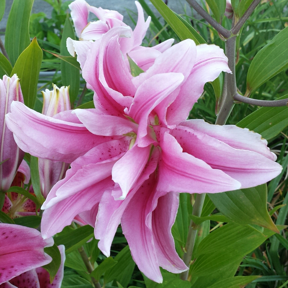 Lilium Double Beauty syn. Lilium Roselily Belonica in the GardenTags plant encyclopedia Lily Roselily Belonica (Oriental) in the GardenTags plant encyclopedia