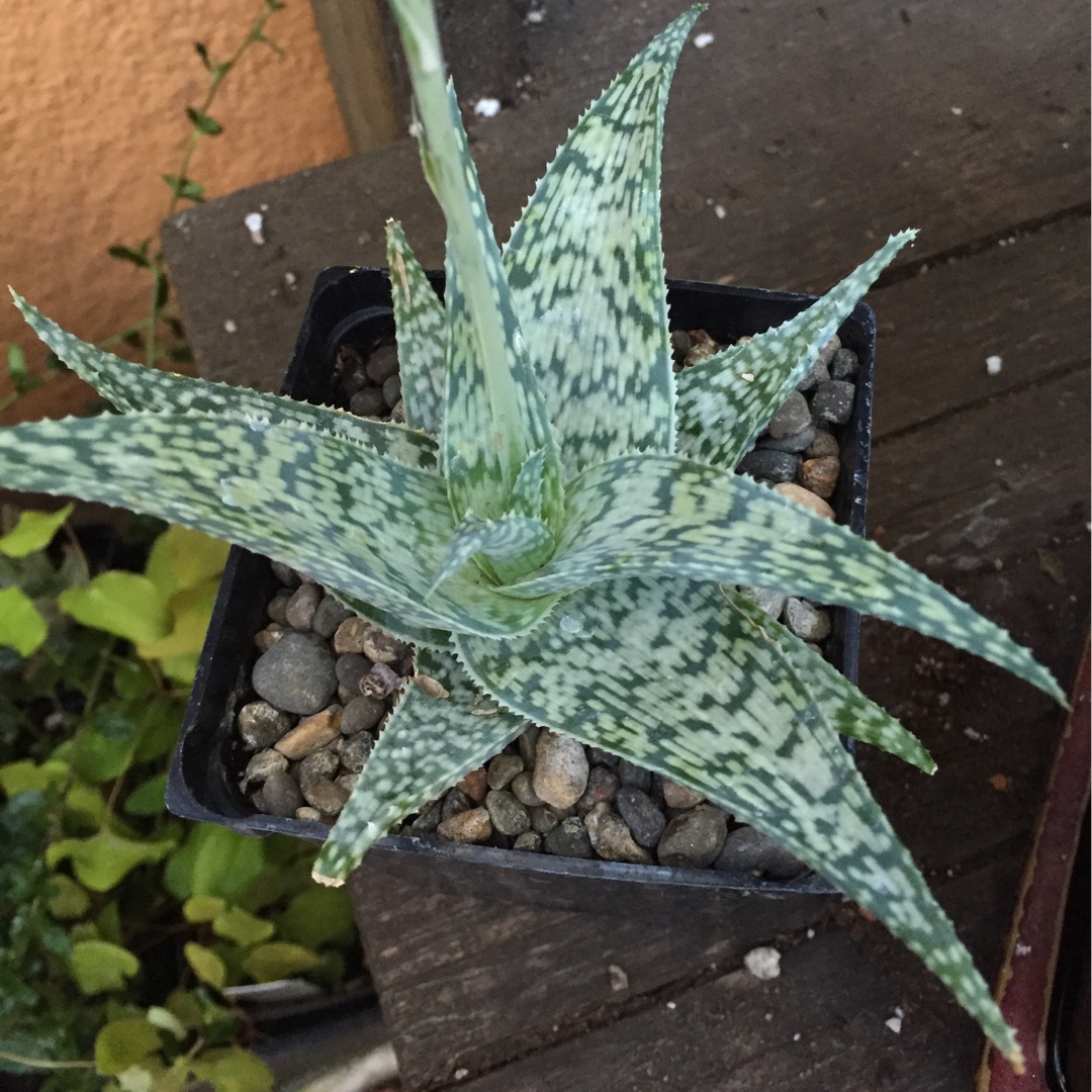 Aloe White Fox in the GardenTags plant encyclopedia Aloe White Fox in the GardenTags plant encyclopedia
