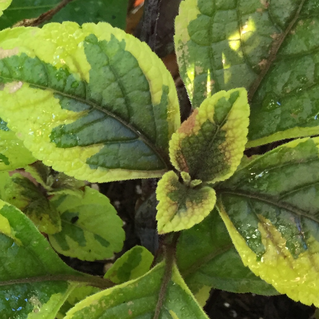 Plectranthus ciliatus Troys Gold in the GardenTags plant encyclopedia Troys Swedish Ivy in the GardenTags plant encyclopedia
