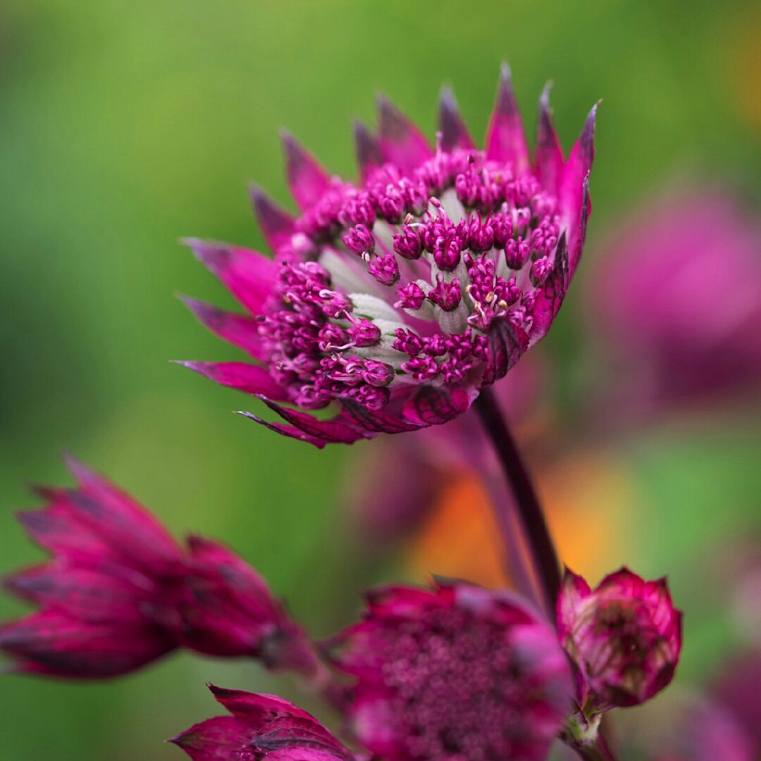 Masterwort Burgundy Manor in the GardenTags plant encyclopedia
