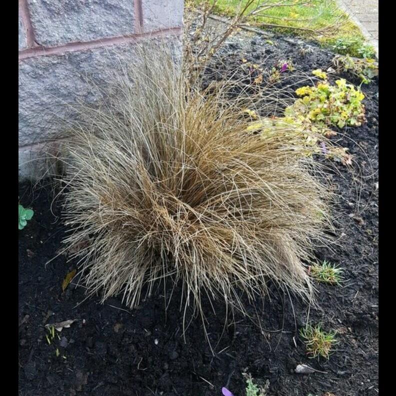 Carex comans 'Bronze Bronze in GardenTags plant