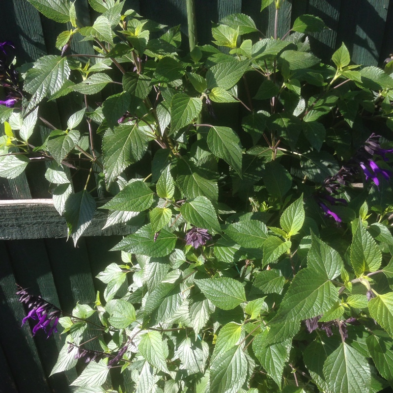 Sage Amistad in the GardenTags plant encyclopedia