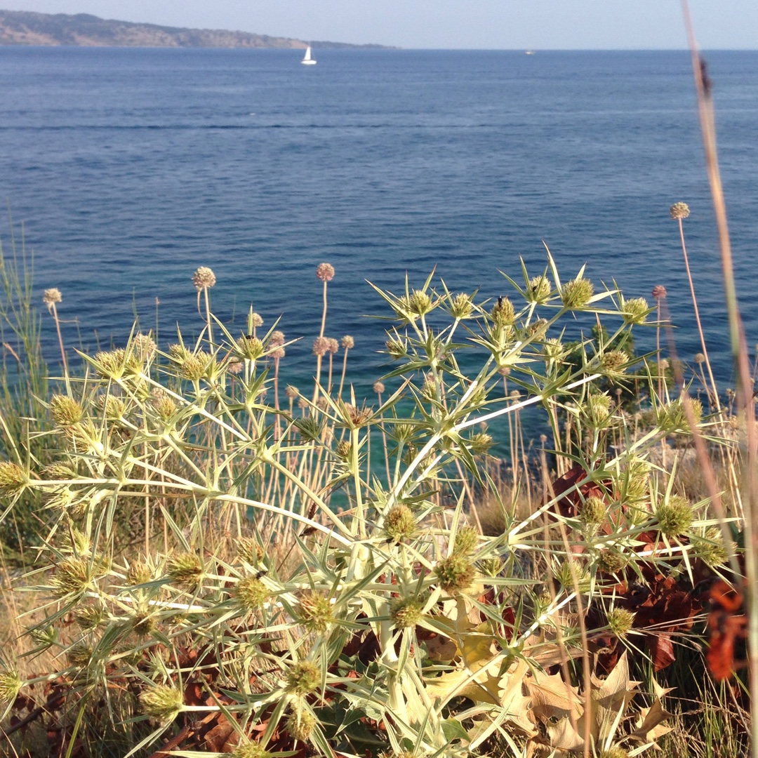 Eryngium maritimum in the GardenTags plant encyclopedia Seaside Eryngo in the GardenTags plant encyclopedia