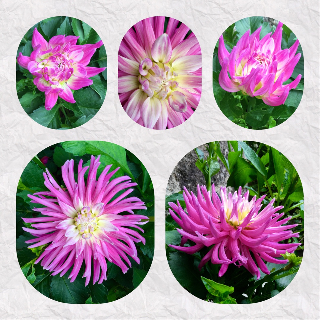 Dahlia Ruskin Andrea in the GardenTags plant encyclopedia Dahlia Ruskin Andrea in the GardenTags plant encyclopedia
