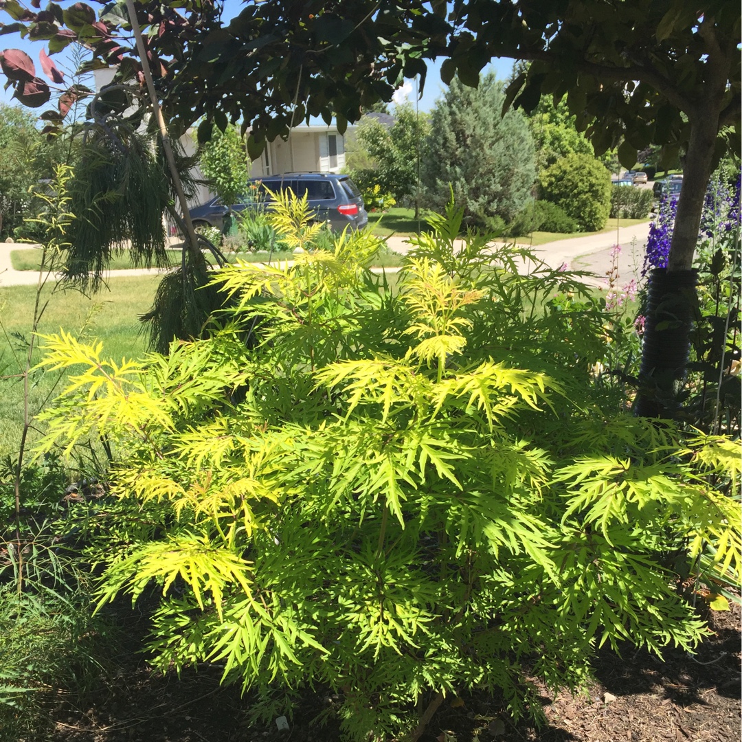 Sambucus racemosa Lemony Lace in the GardenTags plant encyclopedia Elder Lemony Lace in the GardenTags plant encyclopedia