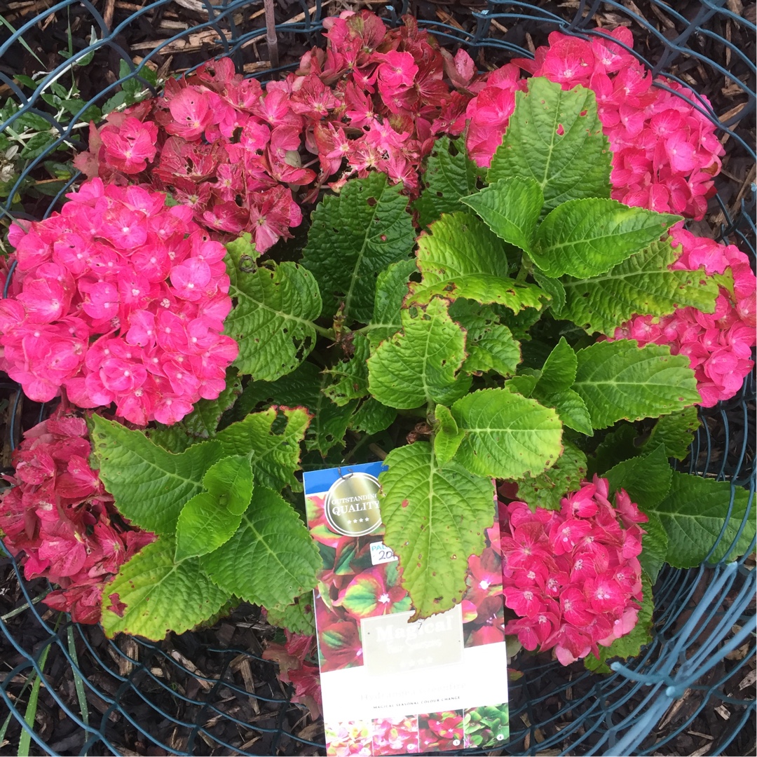Hydrangea macrophylla Magical Greenfire in the GardenTags plant encyclopedia Hydrangea Magical Greenfire in the GardenTags plant encyclopedia