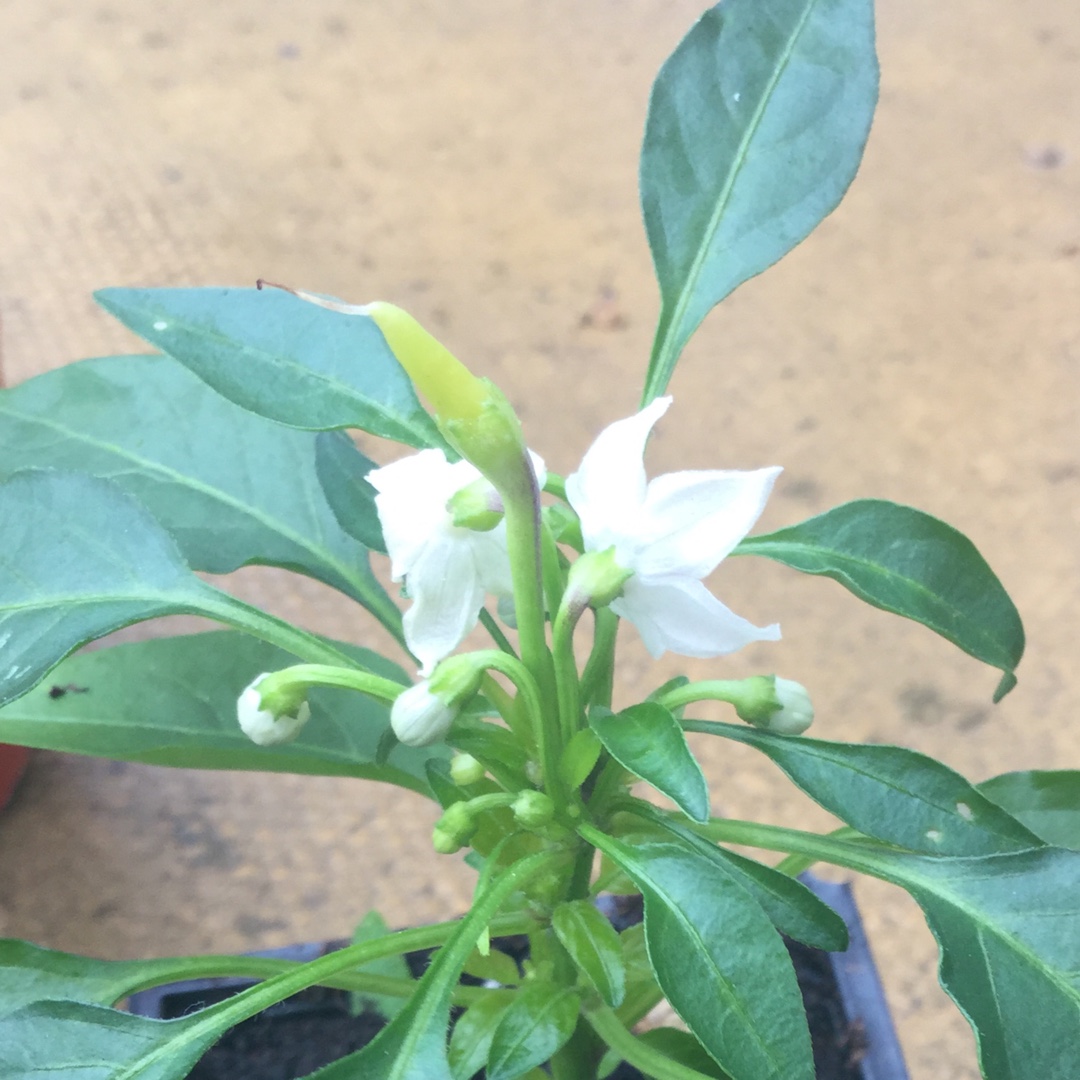 Chilli Pepper Medusa in the GardenTags plant encyclopedia