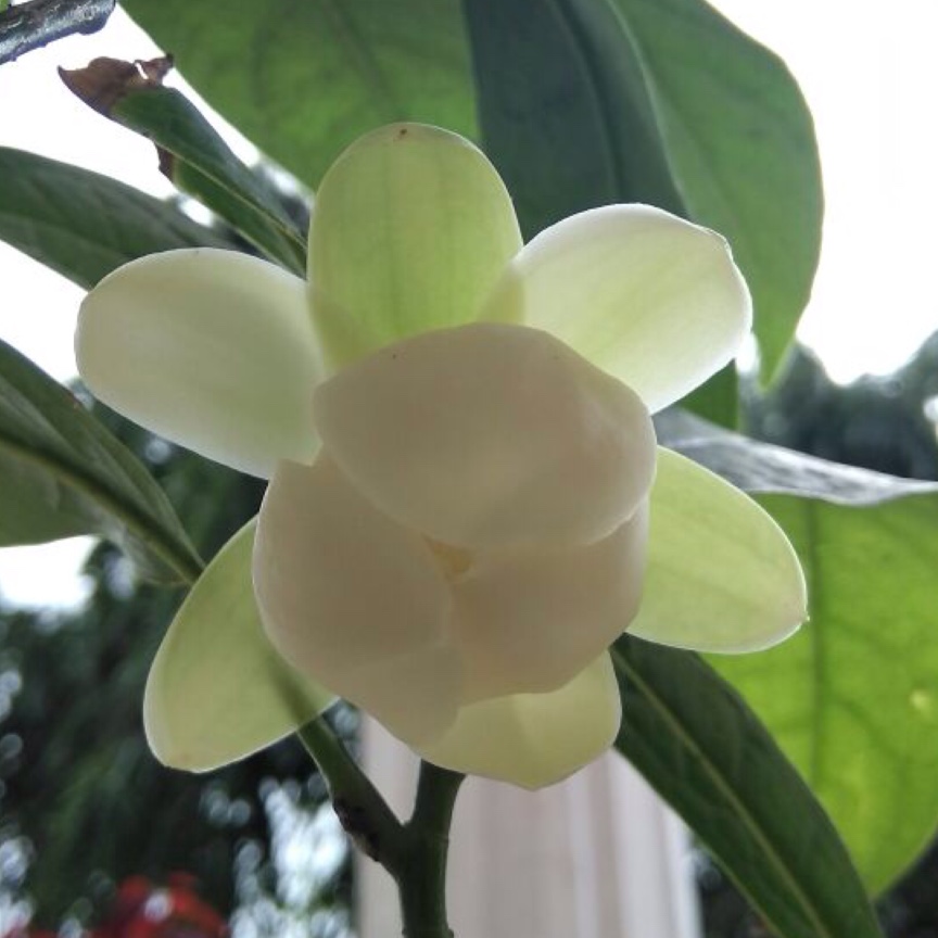 Magnolia Coco in the GardenTags plant encyclopedia Dwarf Magnolia Coco in the GardenTags plant encyclopedia