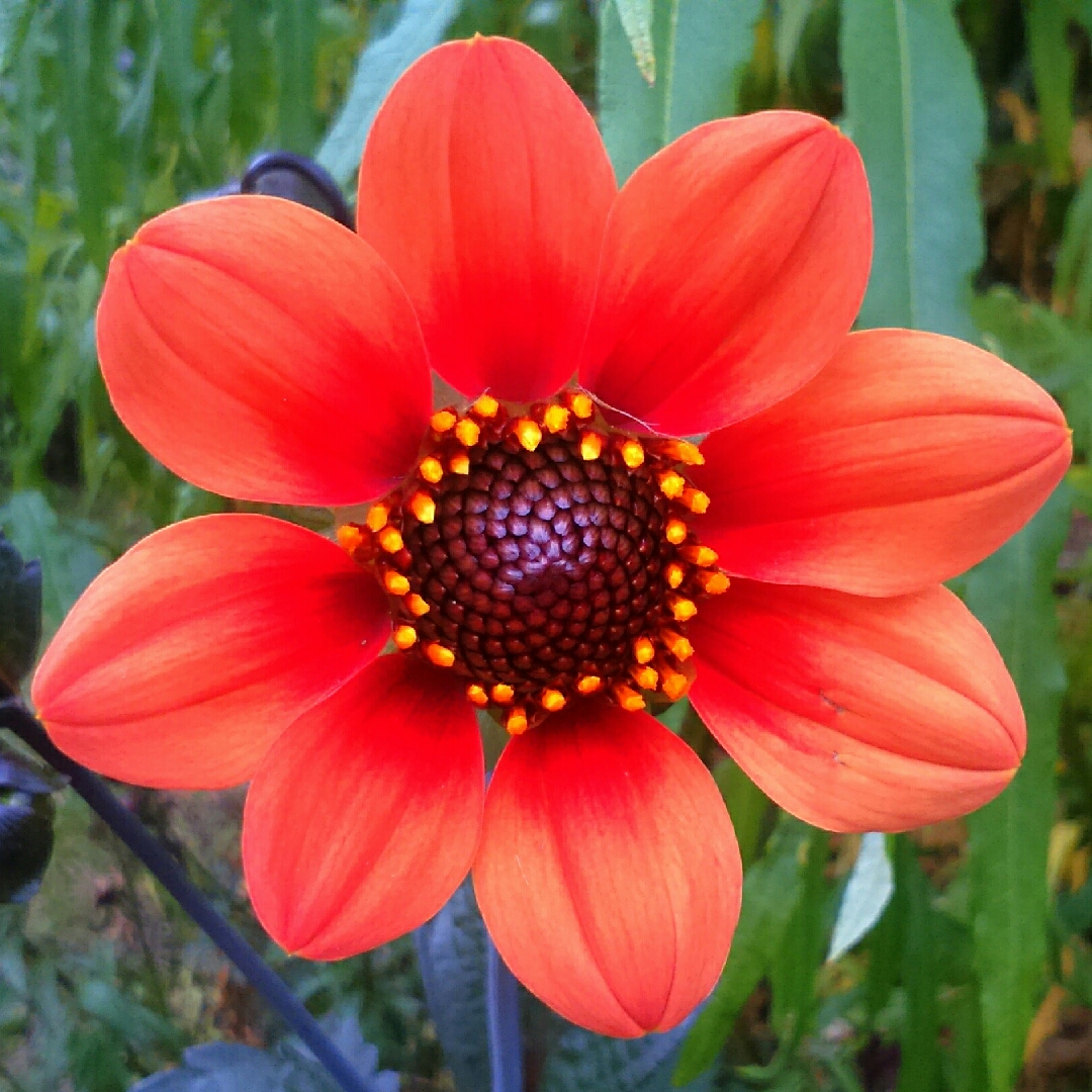 Dahlia Happy Single™ Date in the GardenTags plant encyclopedia Dahlia Happy Single™ Date in the GardenTags plant encyclopedia