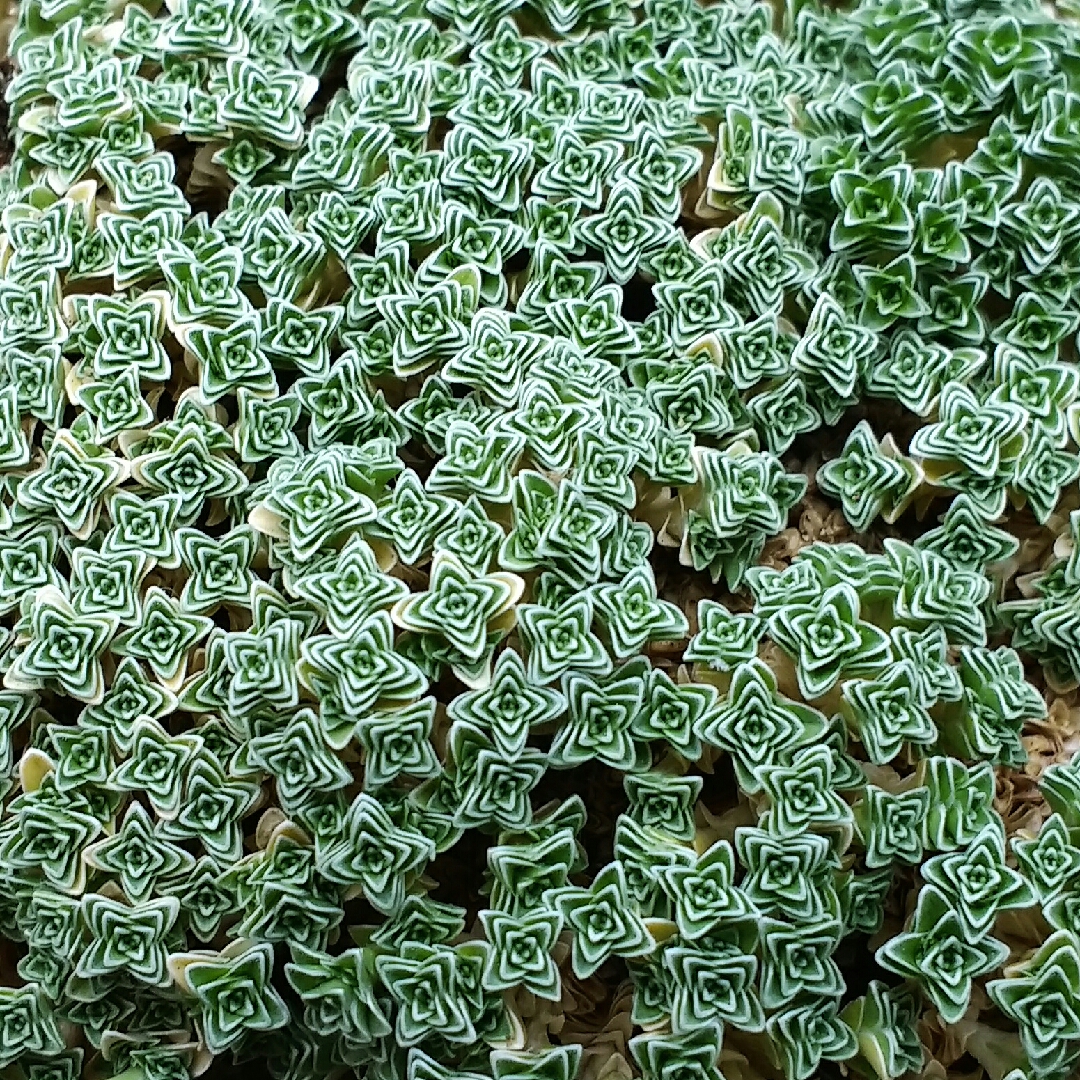 Arenaria alfacarensis in the GardenTags plant encyclopedia Spanish Sandwort in the GardenTags plant encyclopedia