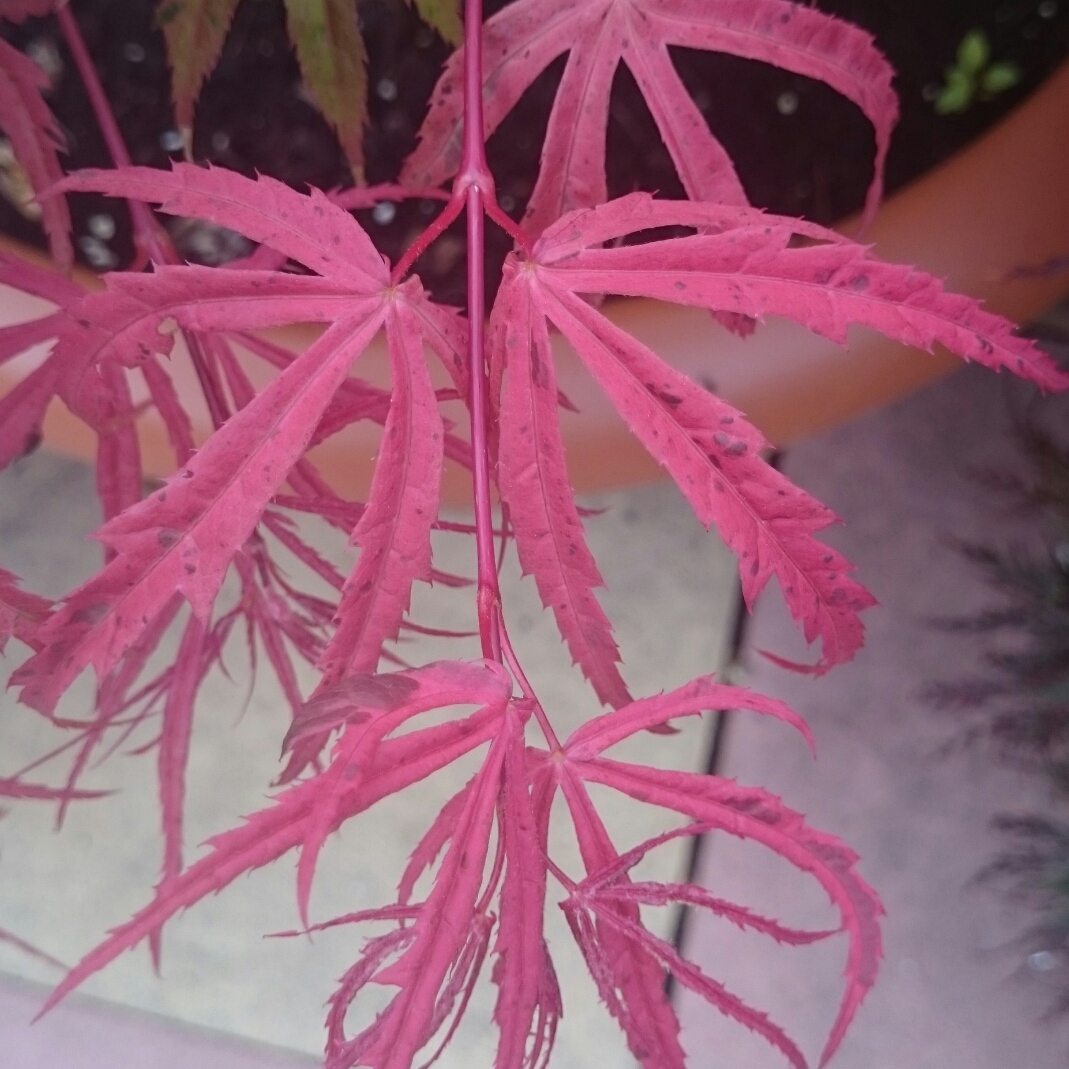 Acer palmatum Pink Passion in the GardenTags plant encyclopedia Japanese Maple Pink Passion in the GardenTags plant encyclopedia