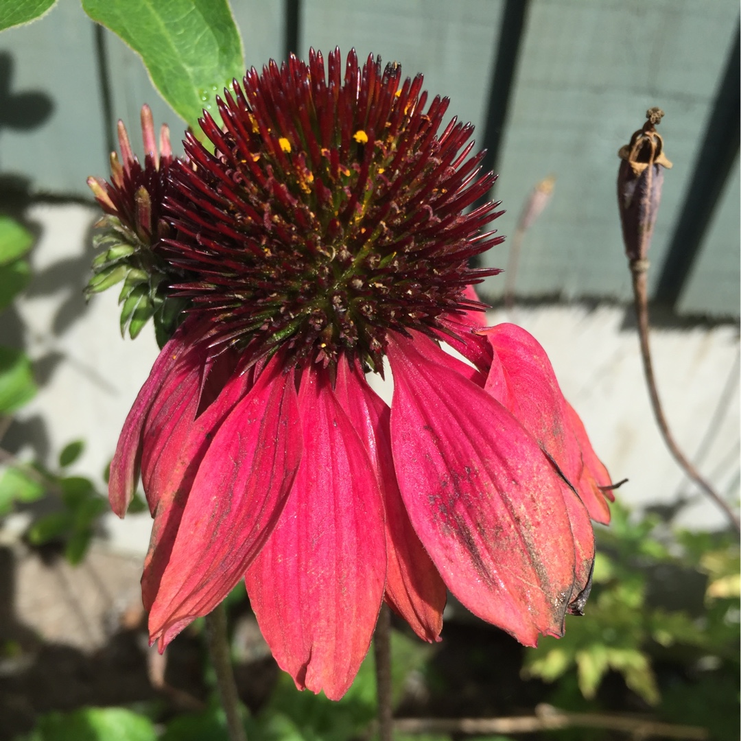 Echinacea Cheyenne Spirit (Pink) in the GardenTags plant encyclopedia Coneflower Cheyenne Spirit (Pink) in the GardenTags plant encyclopedia
