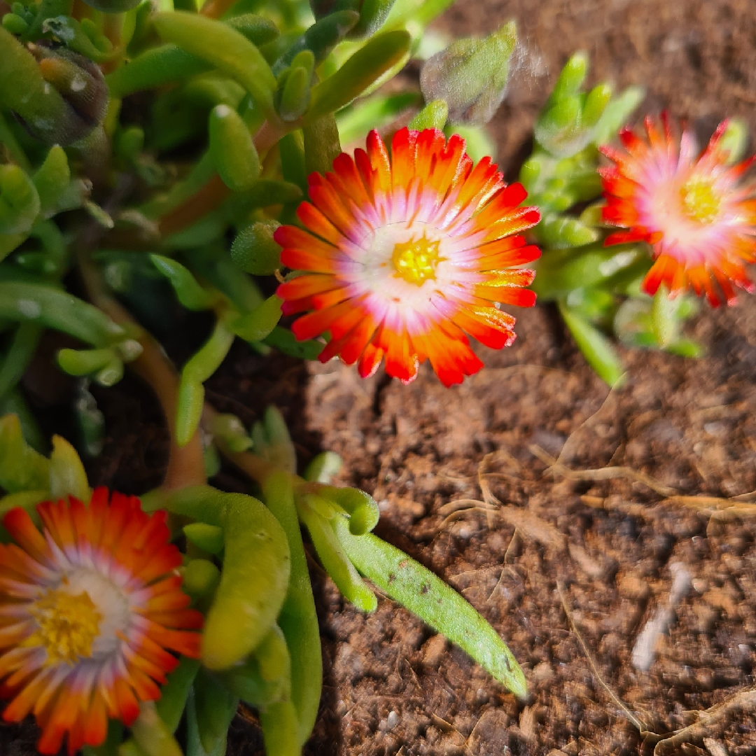 Delosperma cooperi Jewel of Desert Grenade (Jewel of Desert Series) in the GardenTags plant encyclopedia Ice Plant Jewel of Desert Grenade in the GardenTags plant encyclopedia