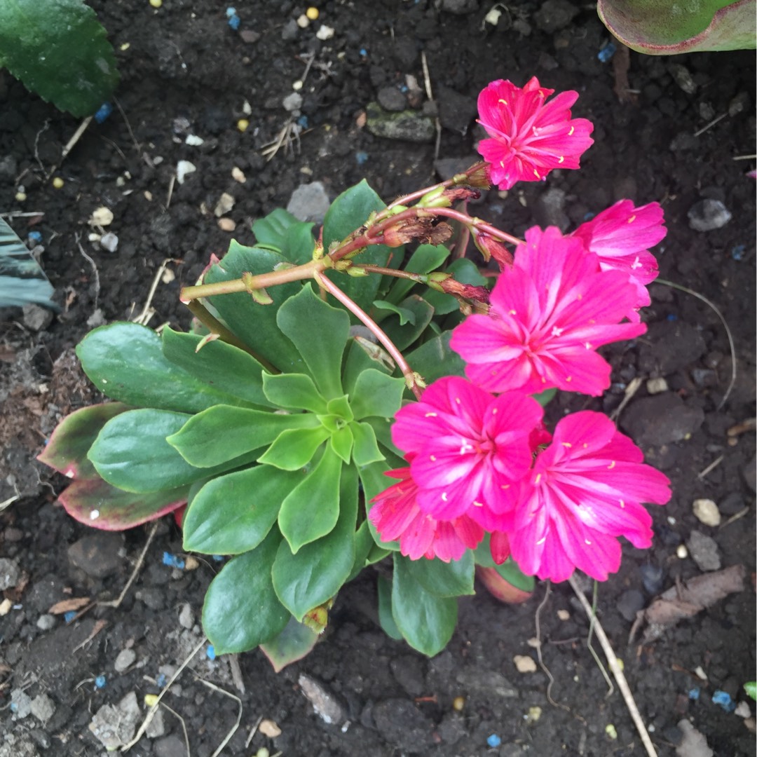 Lewisia cotyledon Safira Red in the GardenTags plant encyclopedia Siskiyou Lewisia Safira Red in the GardenTags plant encyclopedia