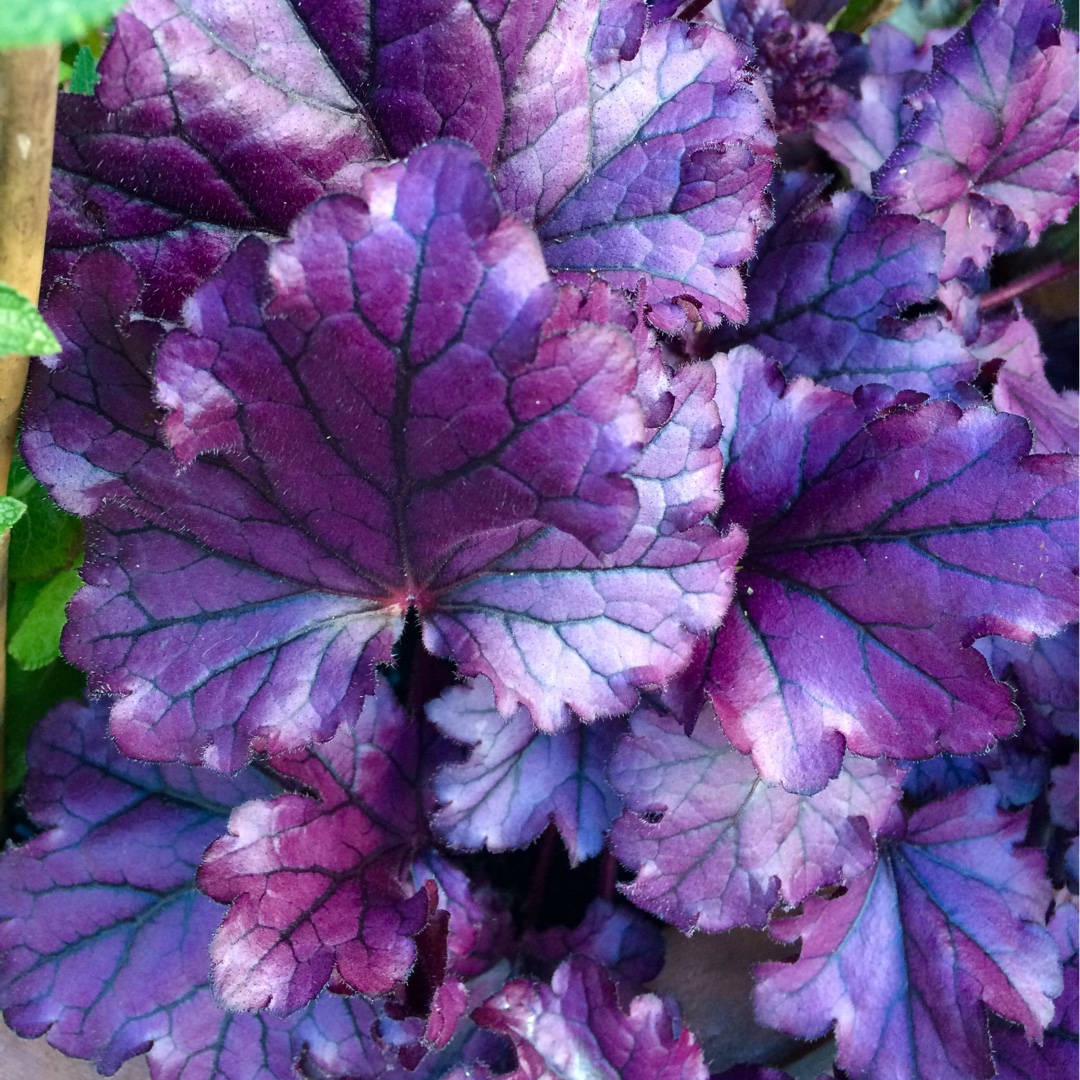 Alumroot Forever Purple in the GardenTags plant encyclopedia