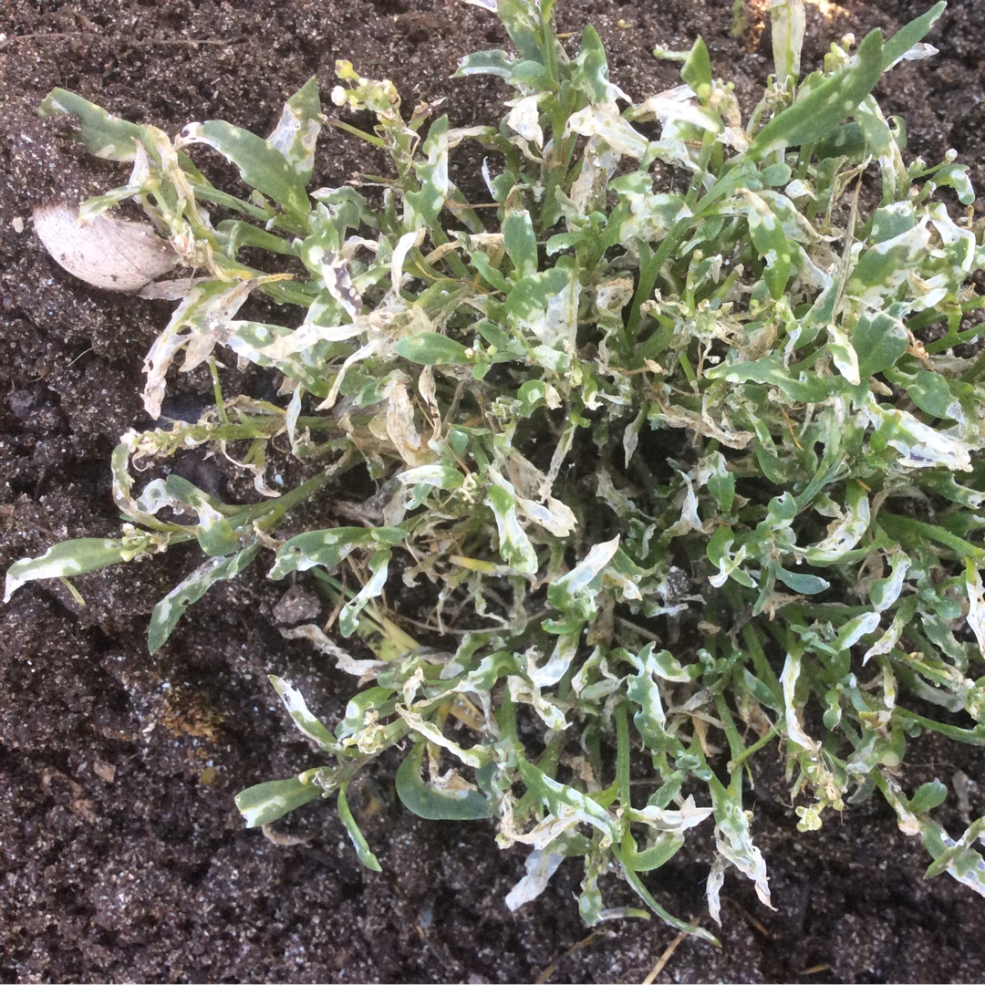 Lobularia maritima Snow Crystals in the GardenTags plant encyclopedia Sweet Alyssum Snow Crystals in the GardenTags plant encyclopedia