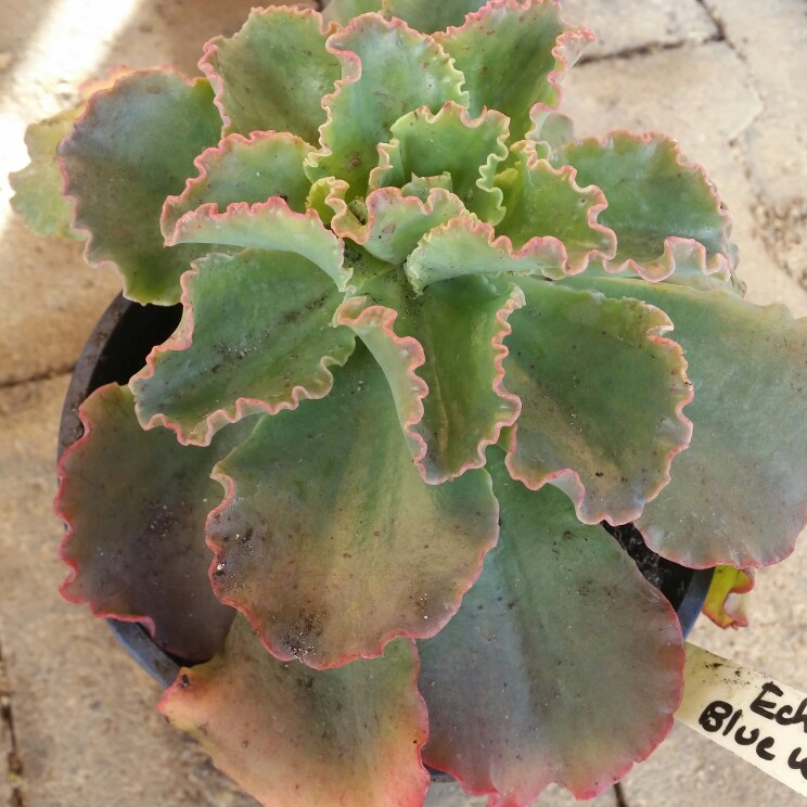 Echeveria Blue Waves in the GardenTags plant encyclopedia Echeveria Blue Waves in the GardenTags plant encyclopedia