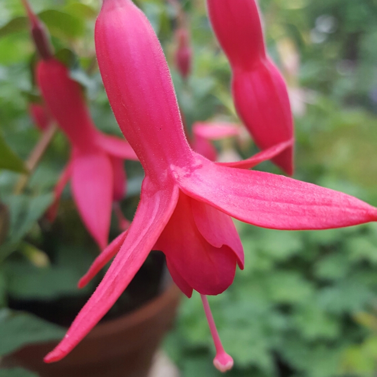 Fuchsia Cornelia Smith in the GardenTags plant encyclopedia Fuchsia Cornelia Smith in the GardenTags plant encyclopedia
