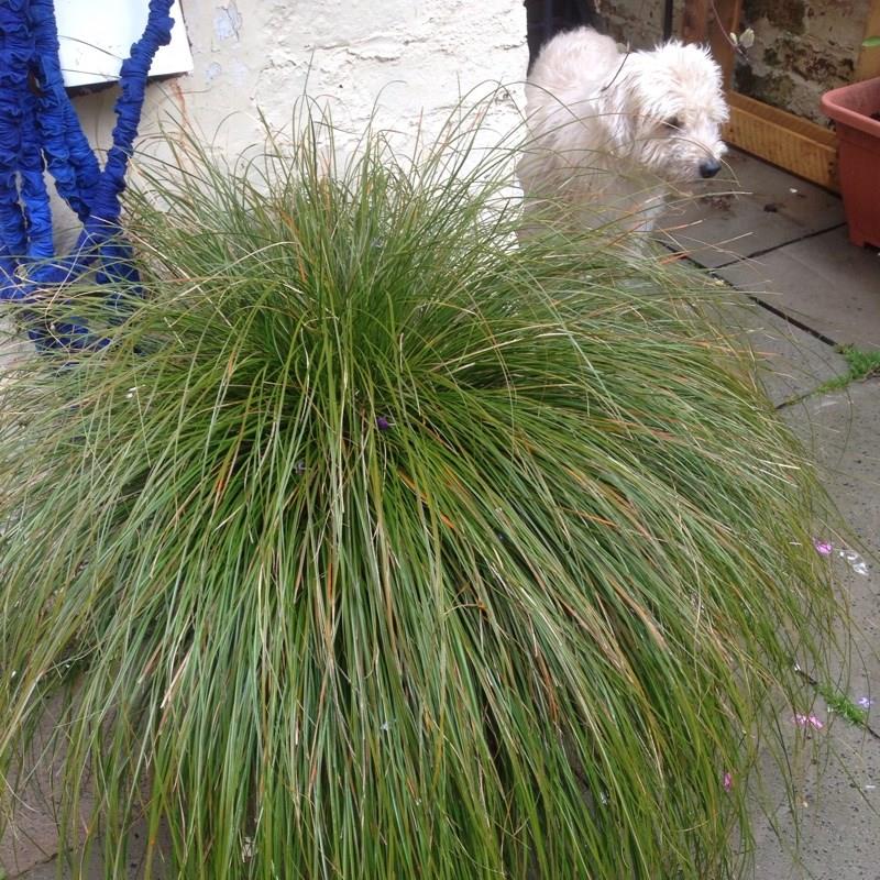 Carex dipsacea in the GardenTags plant encyclopedia Green sedge in the GardenTags plant encyclopedia