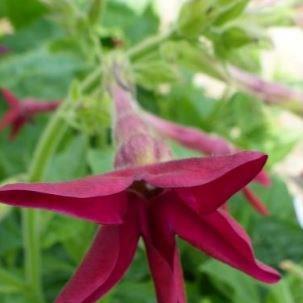 Nicotiana alata var. Crimson Bedder in the GardenTags plant encyclopedia Flowering Tobacco in the GardenTags plant encyclopedia