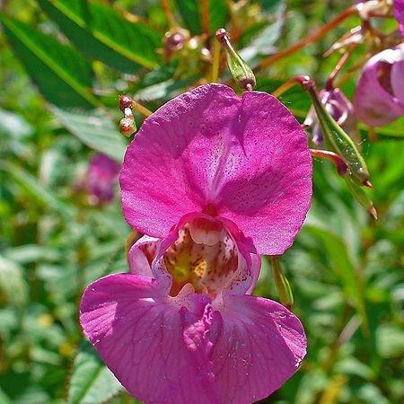 Impatiens glandulifera in the GardenTags plant encyclopedia Himalayan balsam in the GardenTags plant encyclopedia
