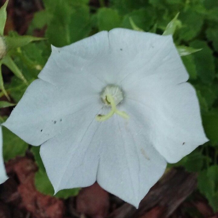 Campanula carpatica White Clips in the GardenTags plant encyclopedia Carpathian Bellflower White Clips in the GardenTags plant encyclopedia