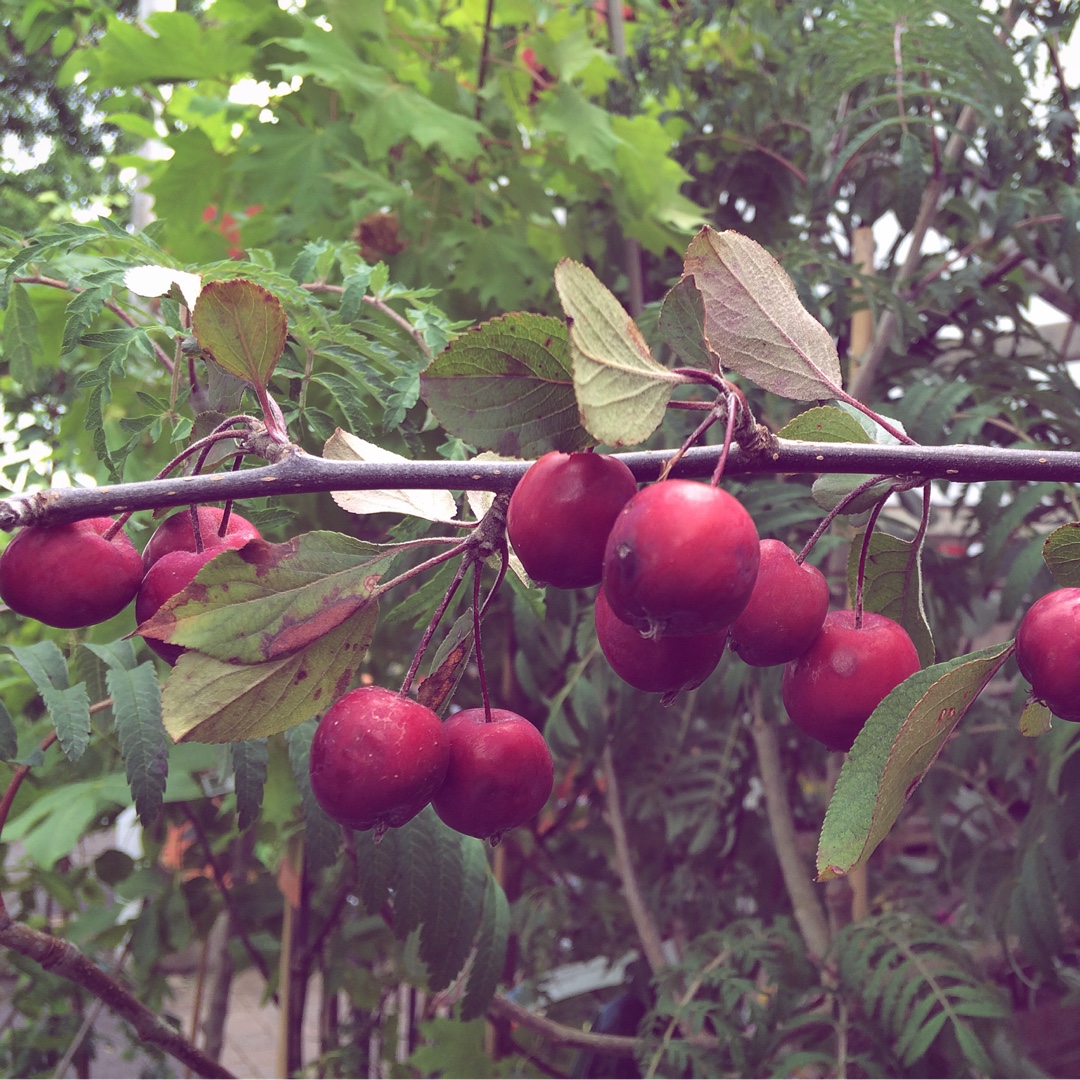 Malus x purpurea Neville Copeman in the GardenTags plant encyclopedia Crab Apple Neville Copeman in the GardenTags plant encyclopedia