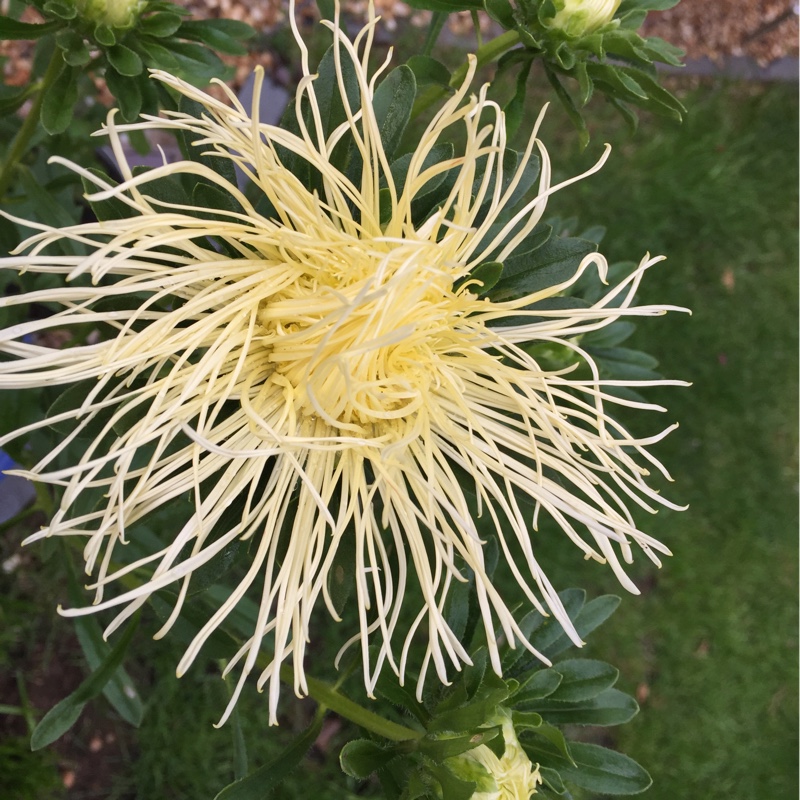 Callistephus chinensis Spider Chrysanthemum in the GardenTags plant encyclopedia Aster Spider Chrysanthemum in the GardenTags plant encyclopedia