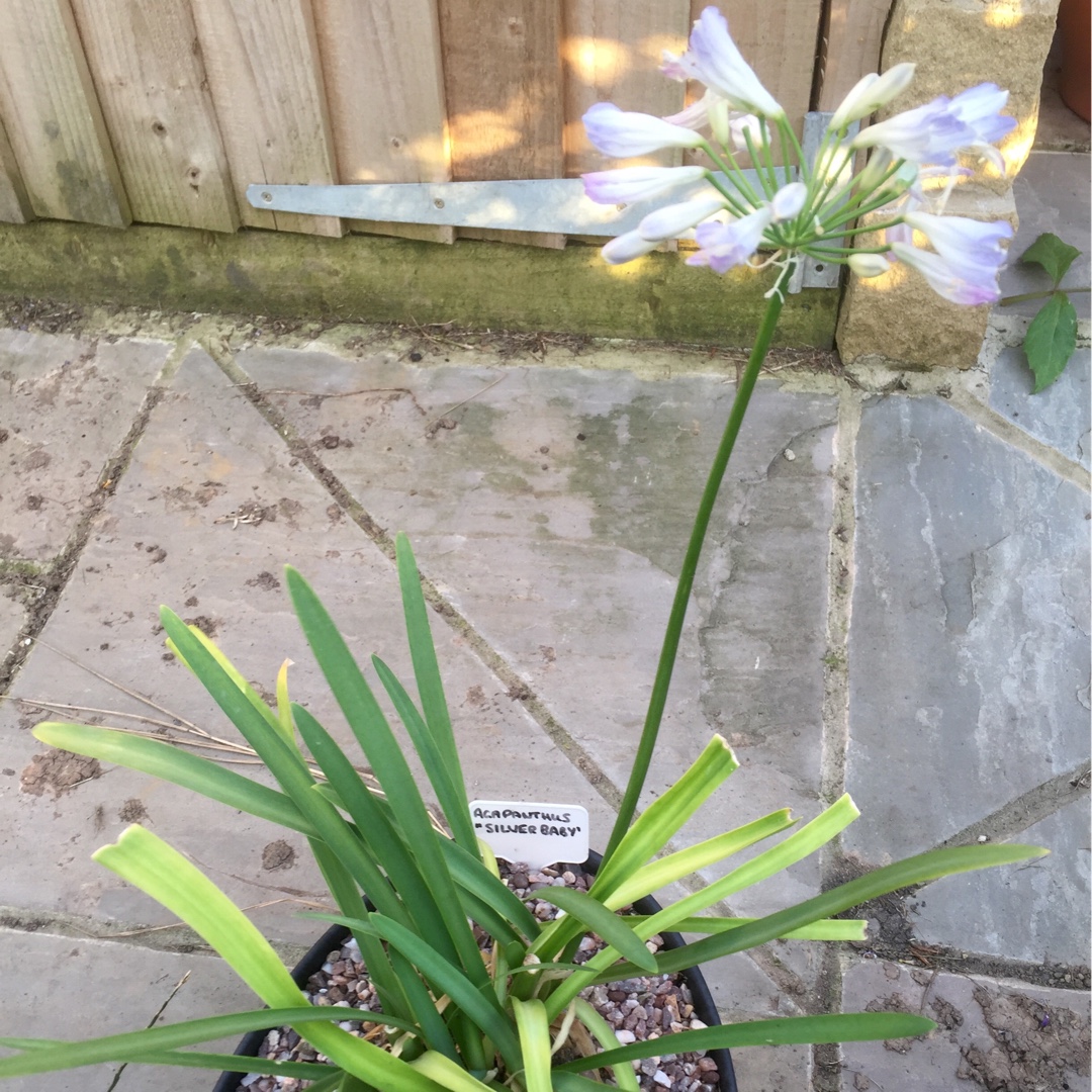 Agapanthus Silver Baby in the GardenTags plant encyclopedia African Lily Silver Baby in the GardenTags plant encyclopedia